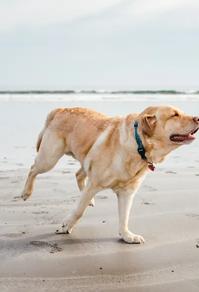 Dog running in the beach towards the right